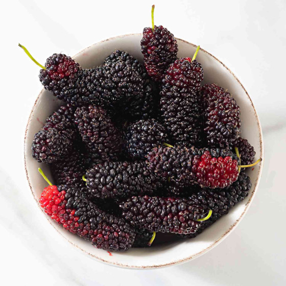 Mulberry